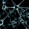 neuronas